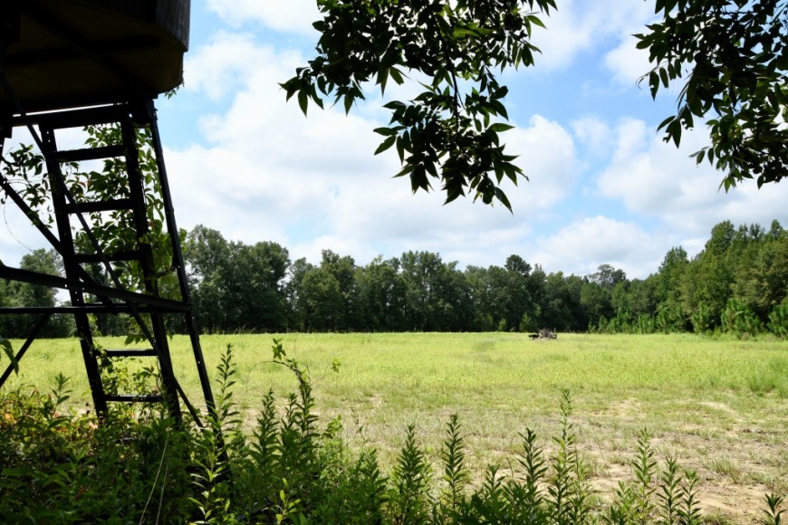 Long Piney Preserve Photo