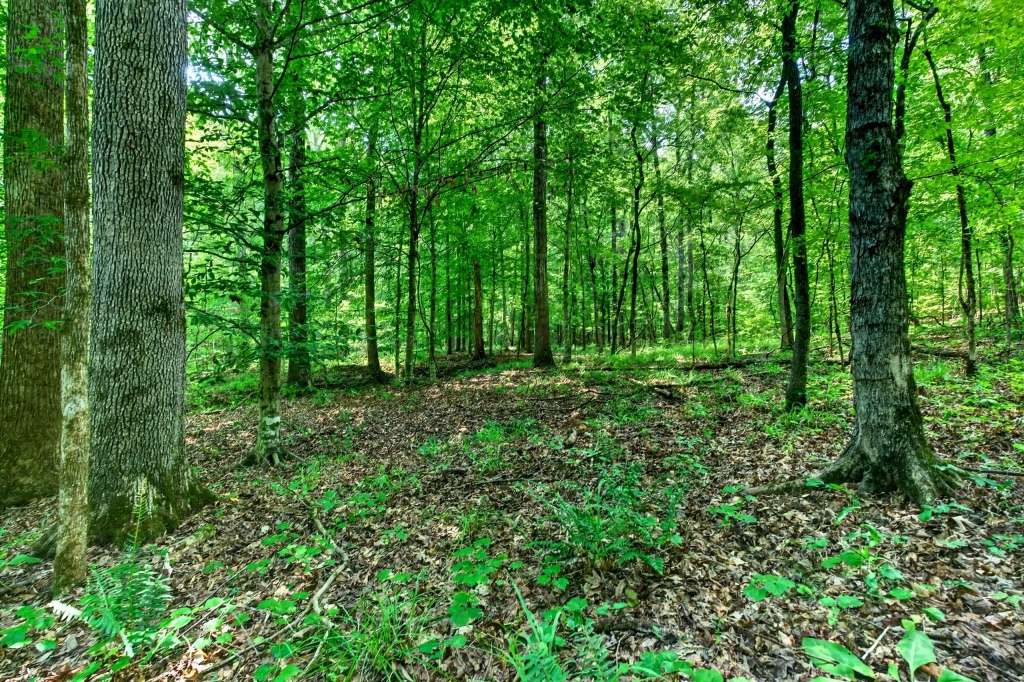 Towaliga River Tract Photo
