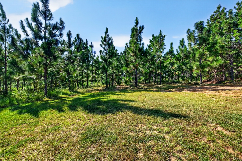 Fall Line Longleaf & Home Photo