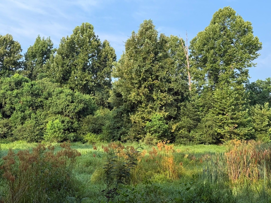 Rocky Creek Preserve Photo