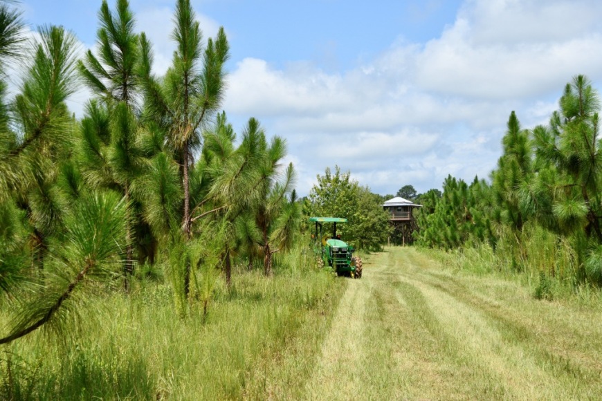 Long Piney Preserve Photo