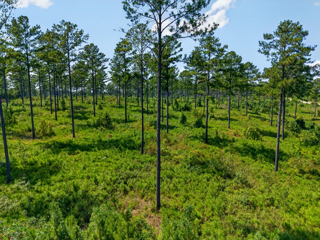 Marion Pines Tract A Photo
