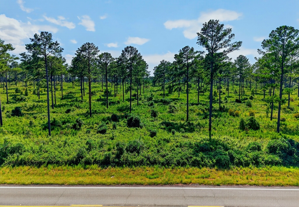 Marion Pines Tract A Photo