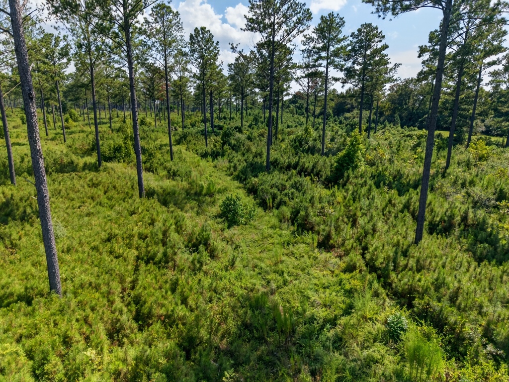 Marion Pines Tract A Photo