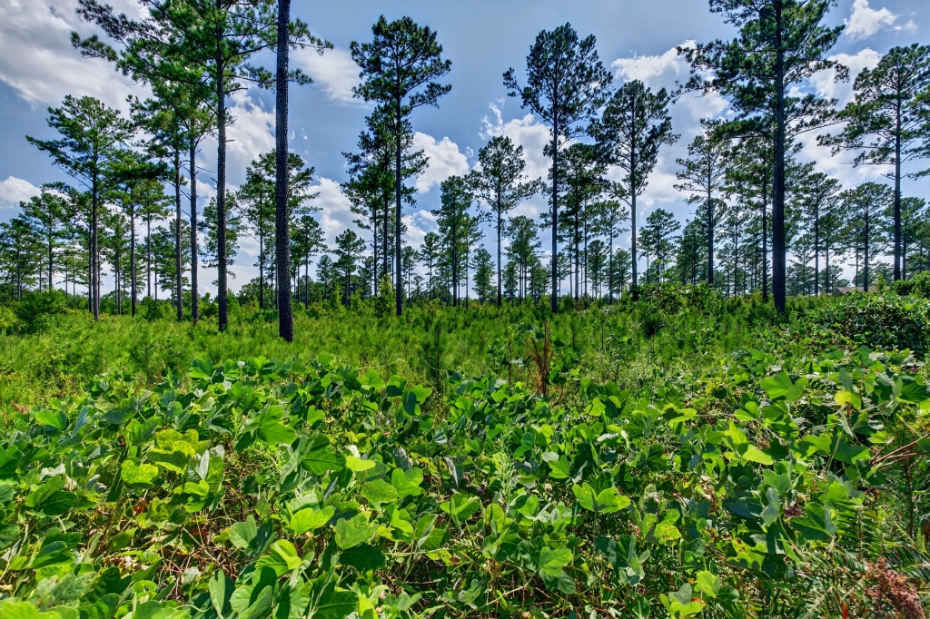 Marion Pines Tract A Photo