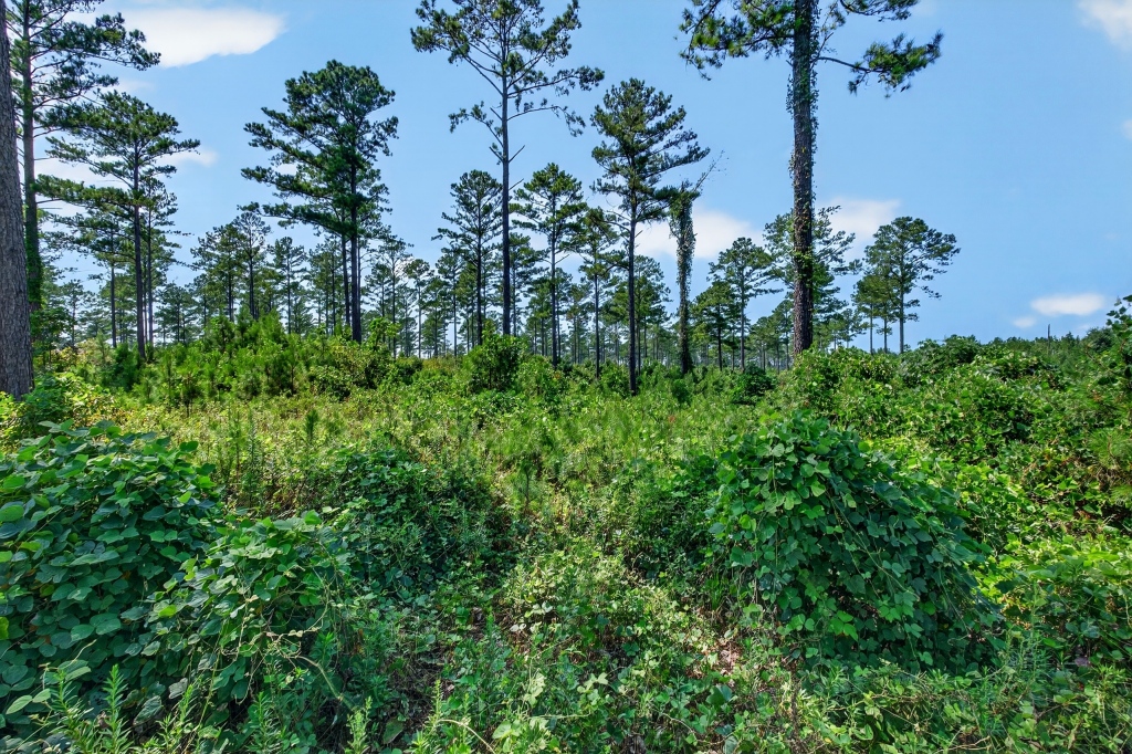 Marion Pines Tract A Photo