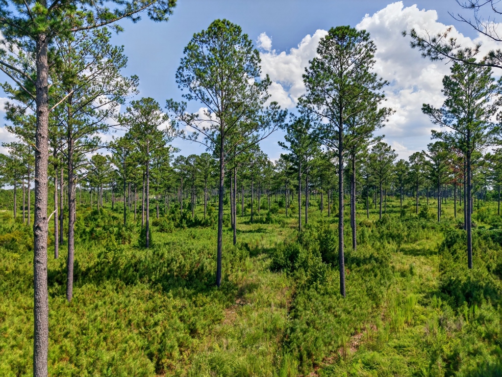 Marion Pines Tract B Photo