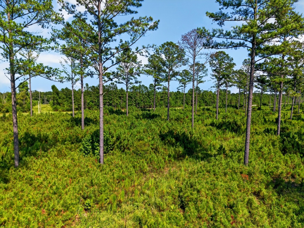 Marion Pines Tract B Photo