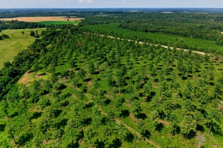 Marion Pines Tract B