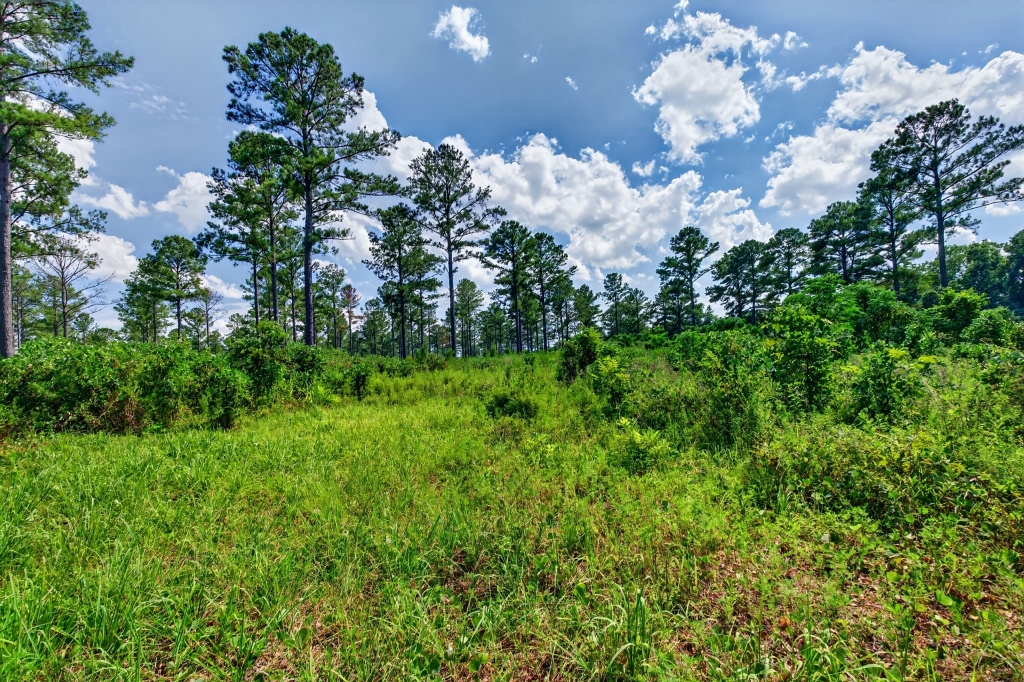 Marion Pines Tract B Photo