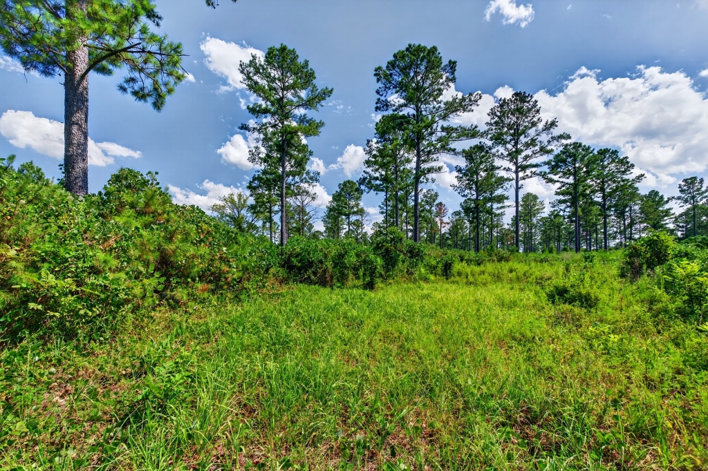 Marion Pines Tract B Photo