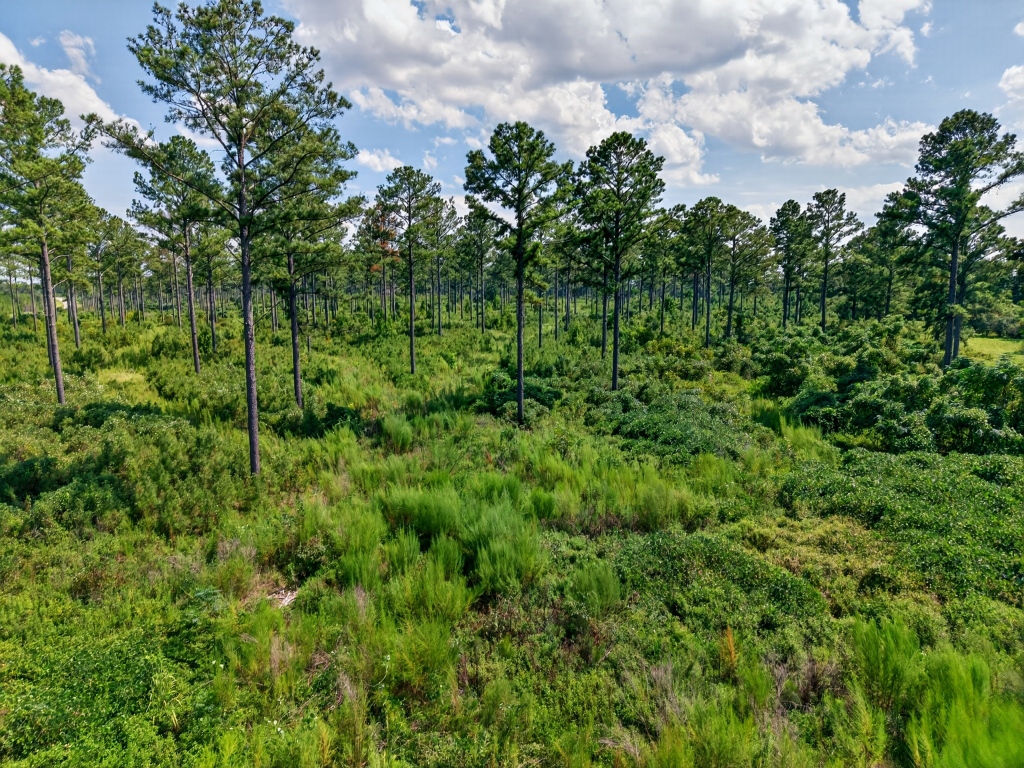 Marion Pines Tract B Photo