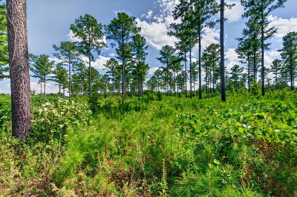 Marion Pines Tract C Photo