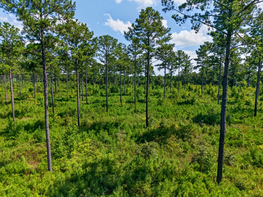 Marion Pines Tract C Photo