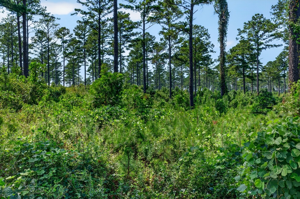 Marion Pines Tract C Photo
