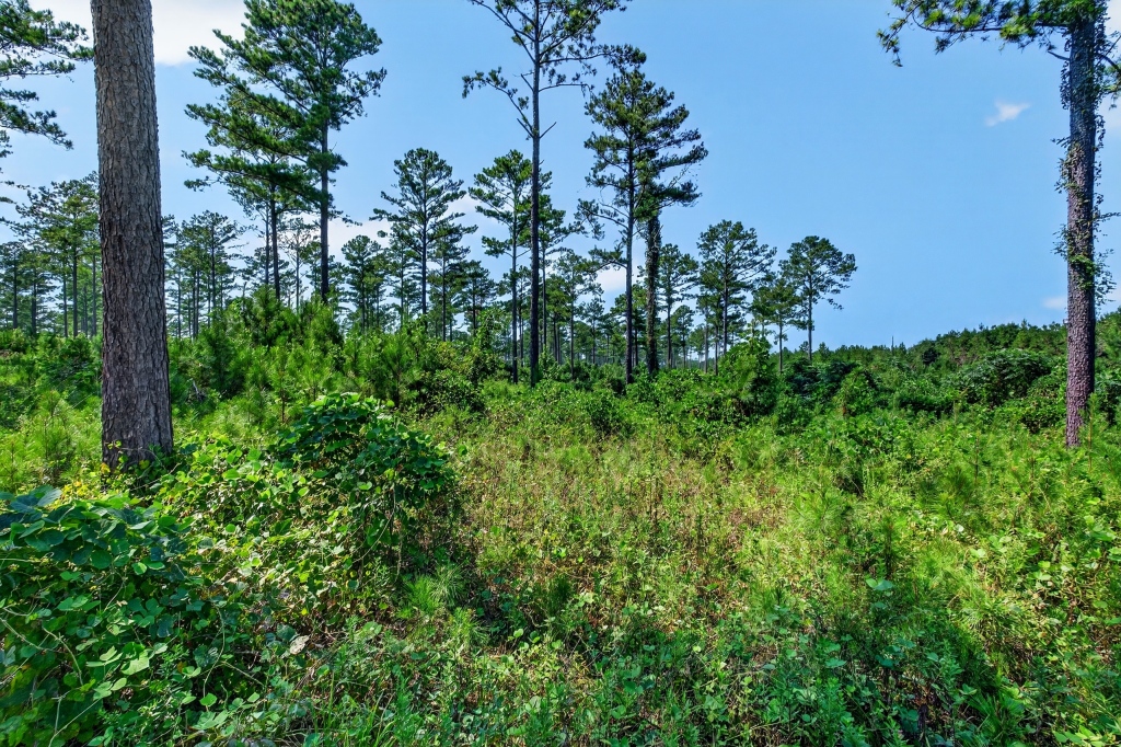 Marion Pines Tract C Photo