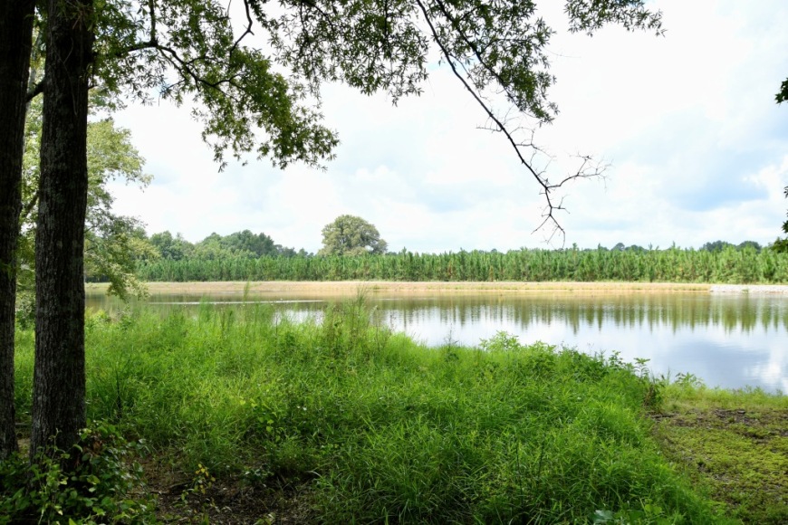 Long Piney Preserve Photo