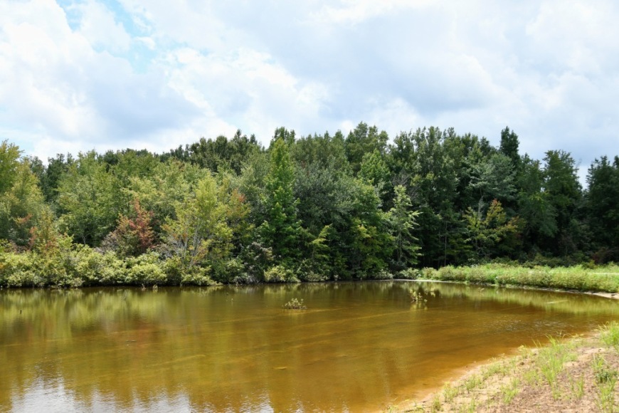 Long Piney Preserve Photo