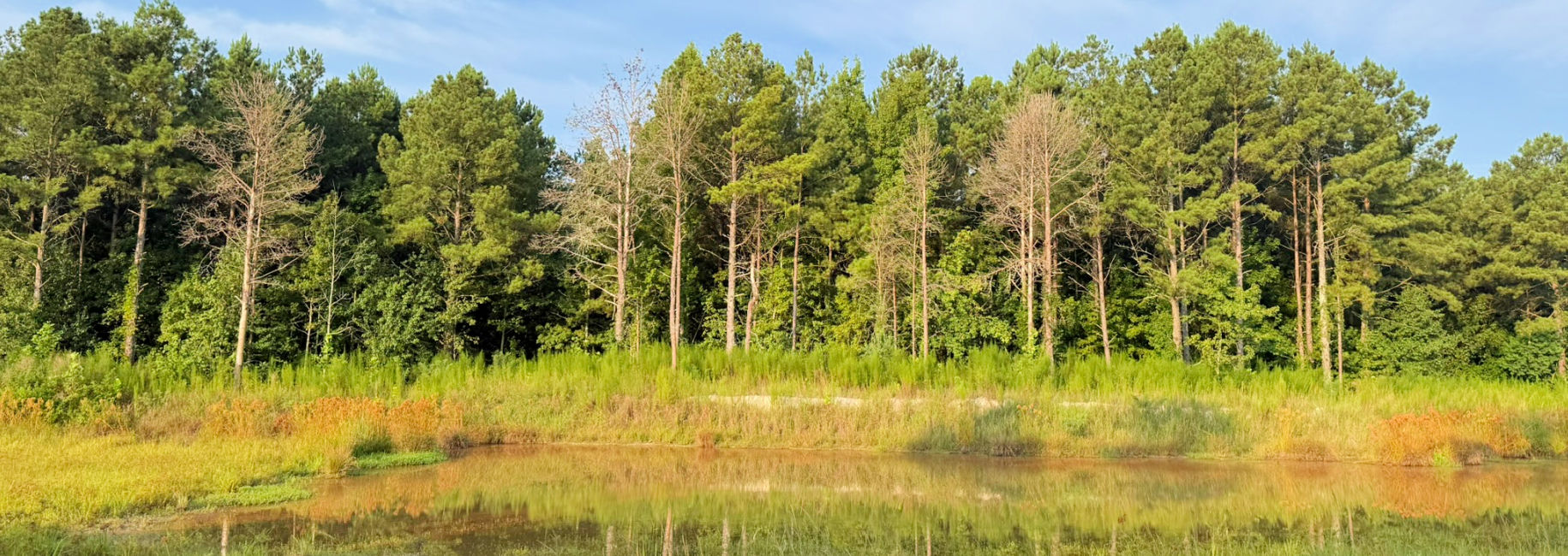 Rocky Creek Preserve Main Photo