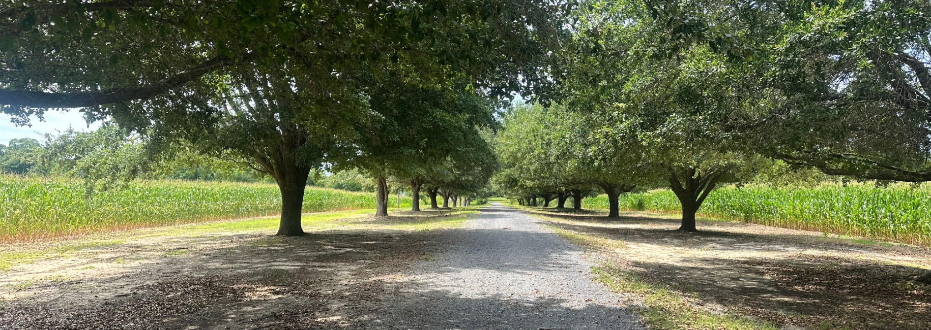 Cottontop Plantation Main Photo