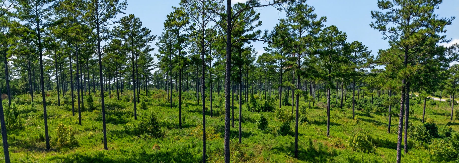Marion Pines Tract A Main Photo