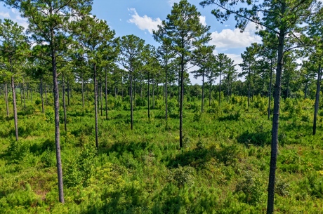 Marion Pines Tract C