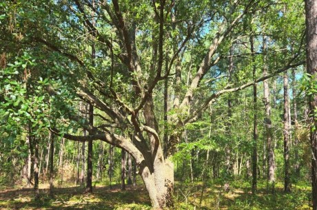 The Oaks Homesite