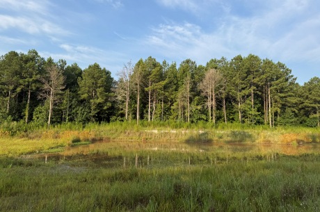 Rocky Creek Preserve