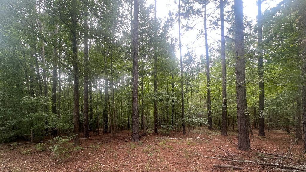 Joyner Oglesby Road Photo