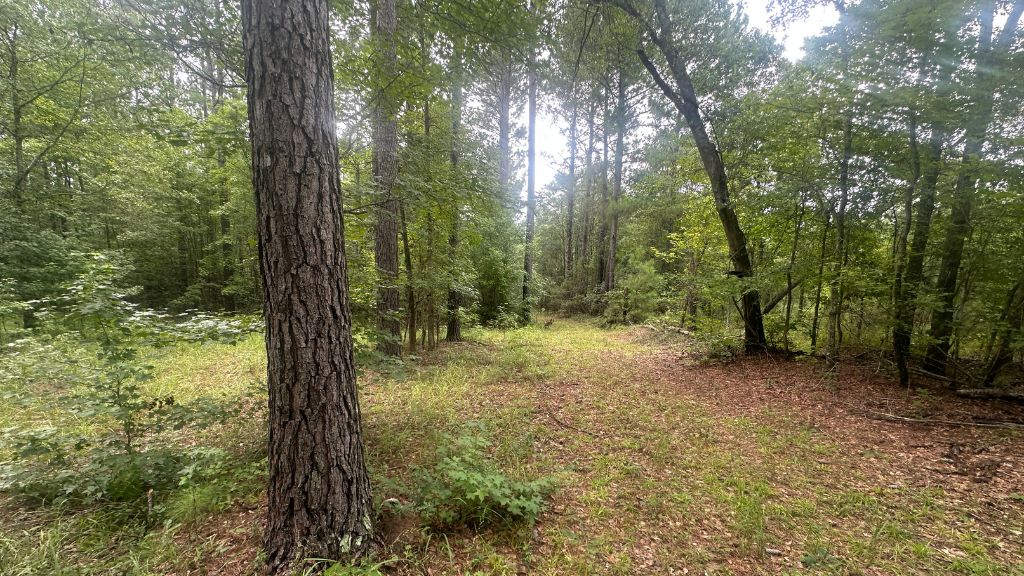 Joyner Oglesby Road Photo