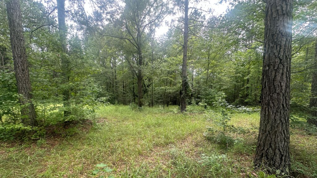 Joyner Oglesby Road Photo