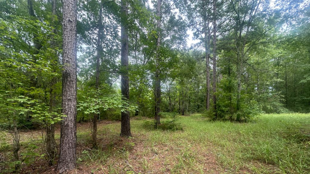 Joyner Oglesby Road Photo