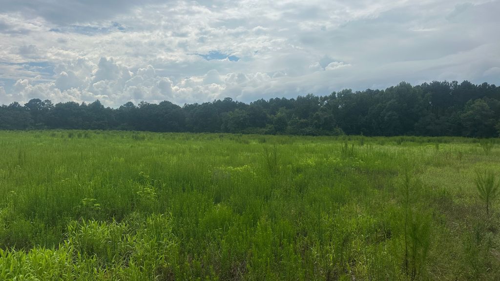 Joyner Oglesby Road Photo