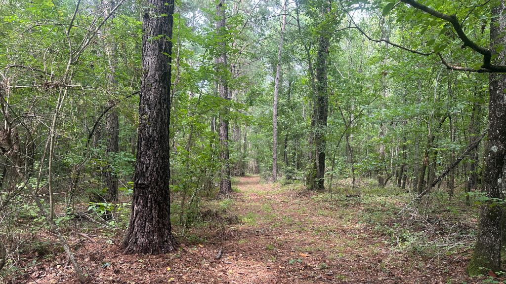 Joyner Oglesby Road Photo