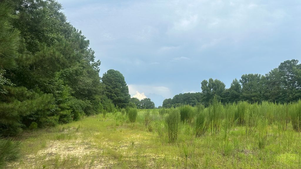 Joyner Oglesby Road Photo