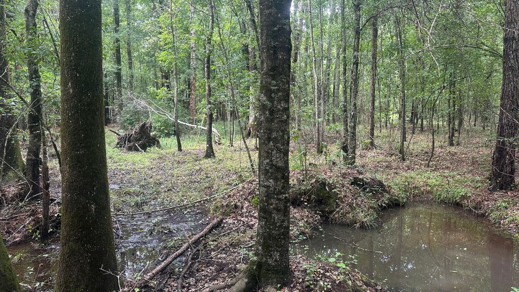 Joyner Oglesby Road Photo