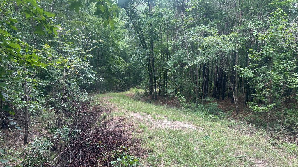 Joyner Oglesby Road Photo