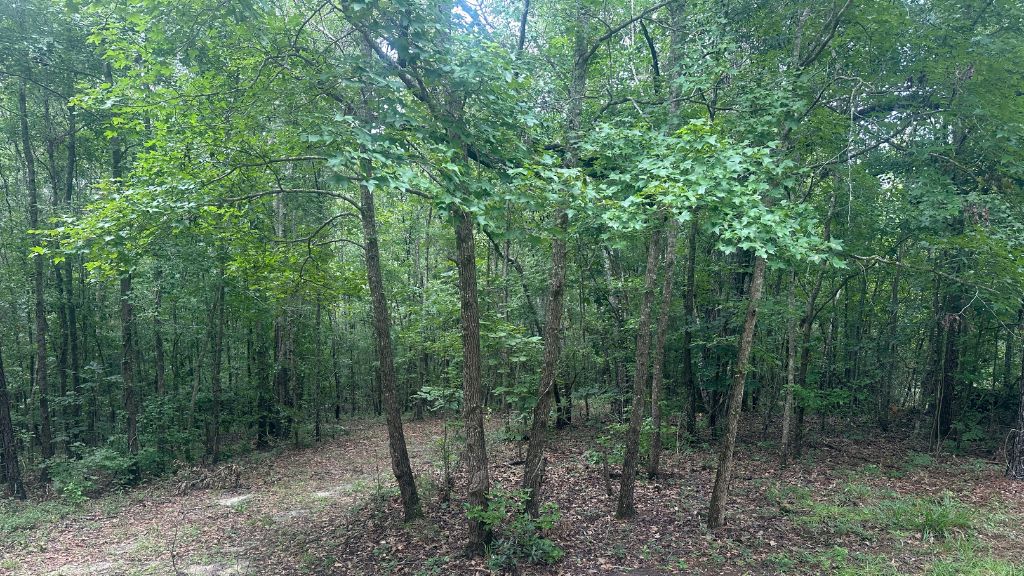 Joyner Oglesby Road Photo