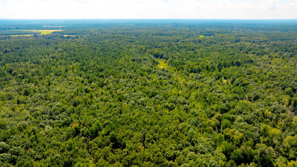 Hwy 56 Woods Photo