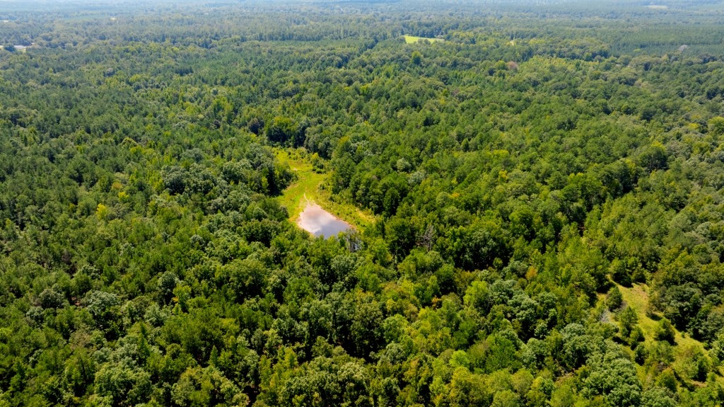 Hwy 56 Woods Photo