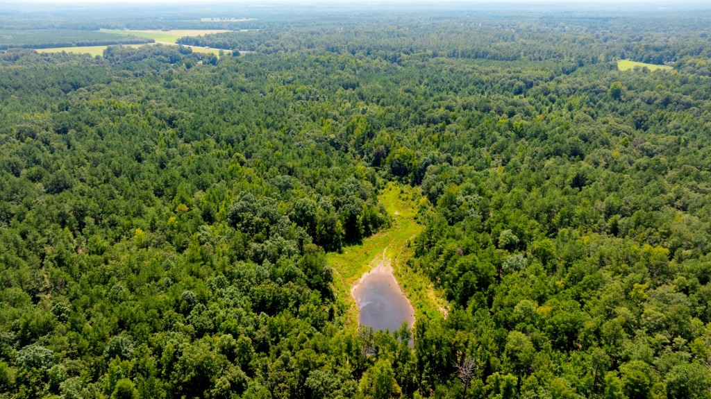 Hwy 56 Woods Photo