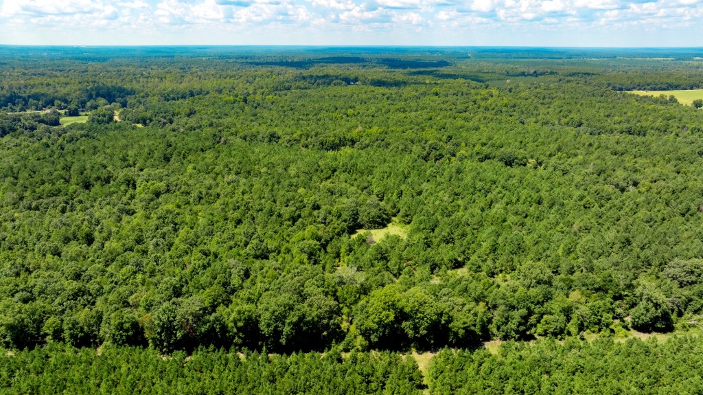Hwy 56 Woods Photo