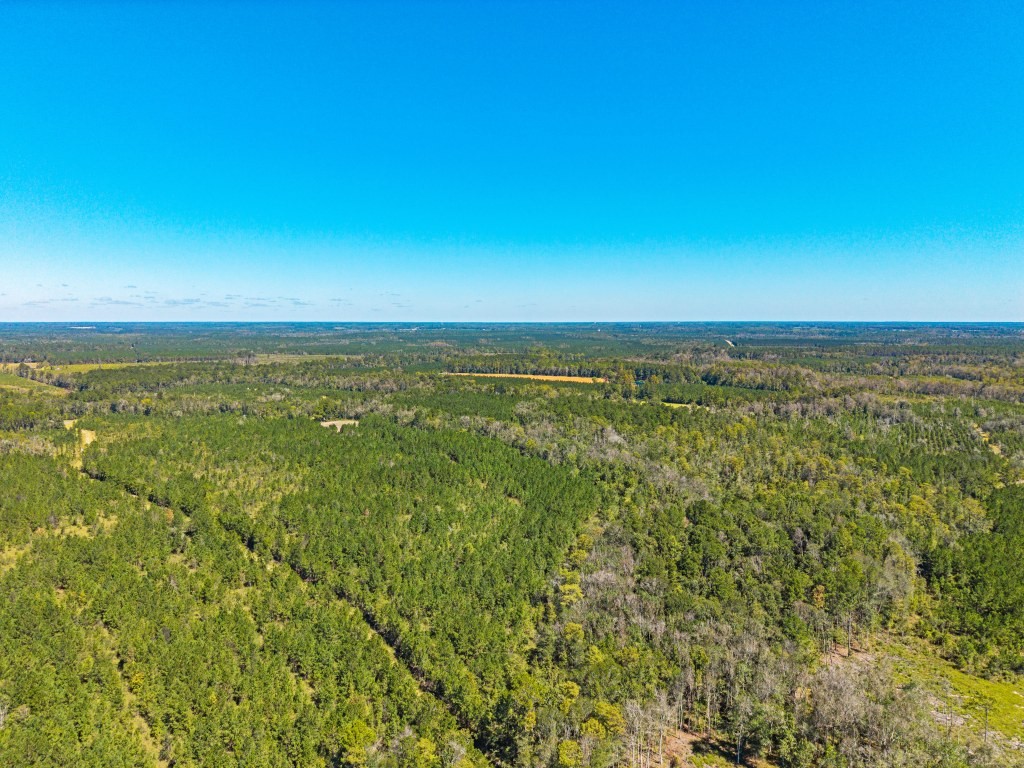 Flatwoods Trail Plantation Photo