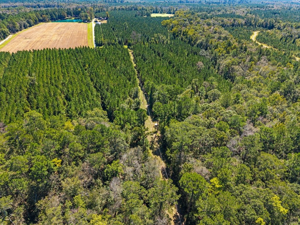 Flatwoods Trail Plantation Photo