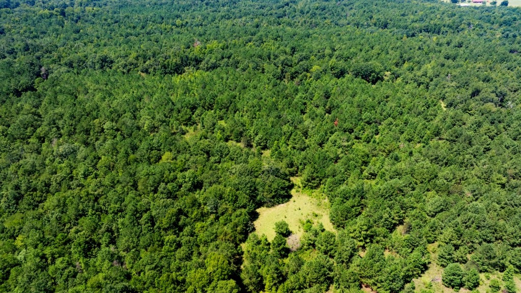 Hwy 56 Woods Photo
