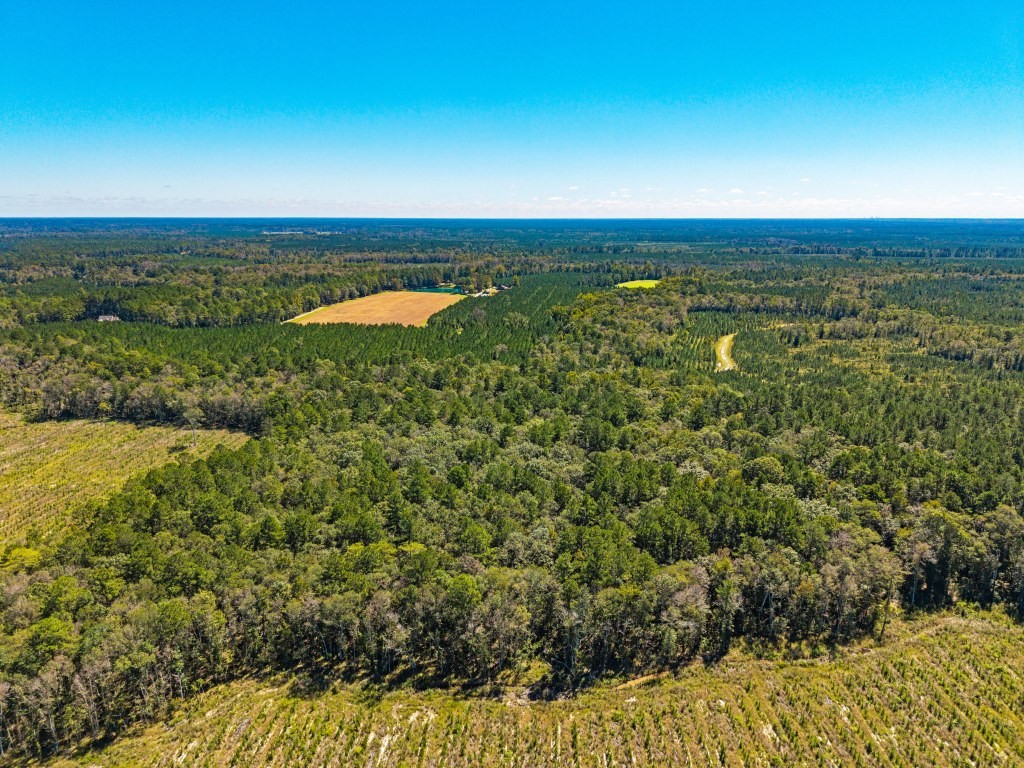 Flatwoods Trail Plantation Photo
