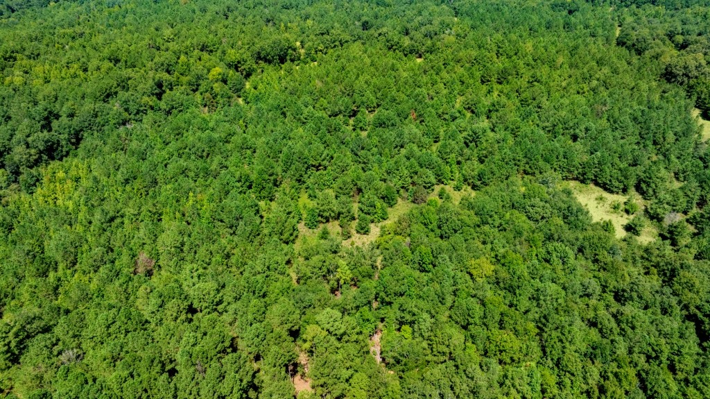 Hwy 56 Woods Photo