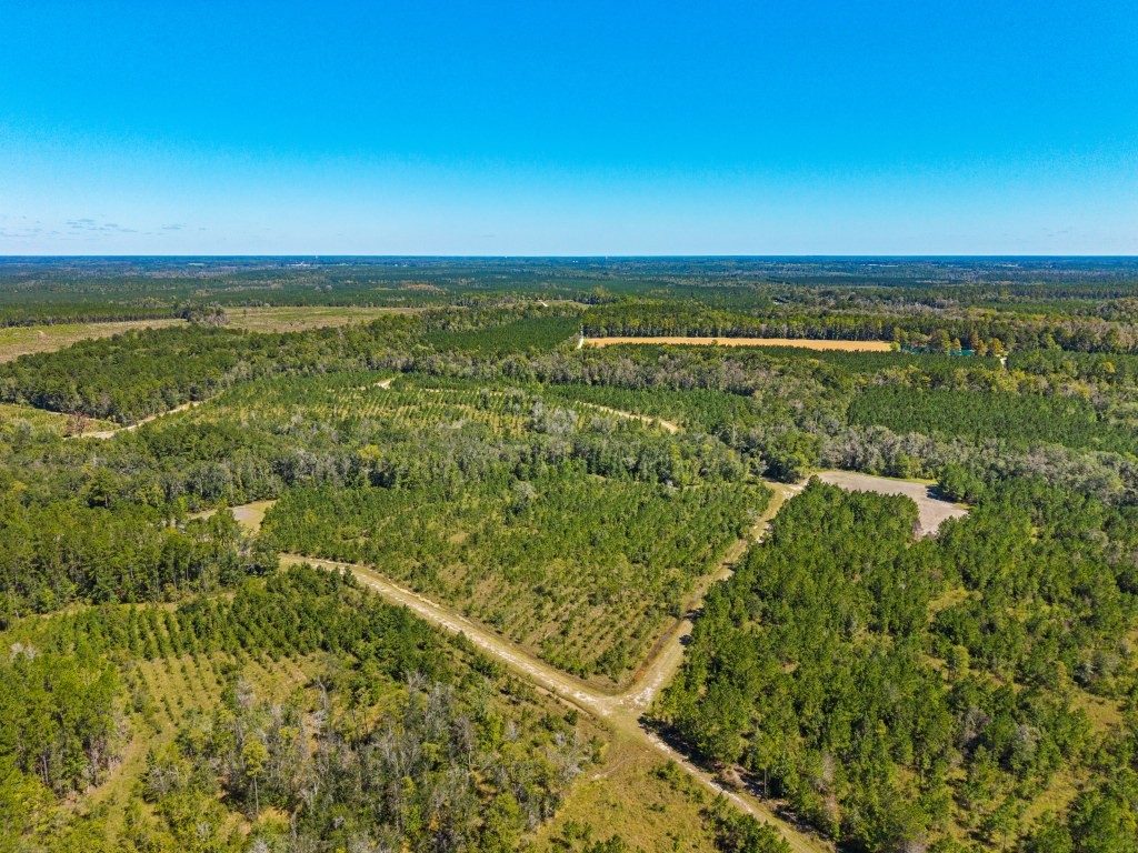 Flatwoods Trail Plantation Photo