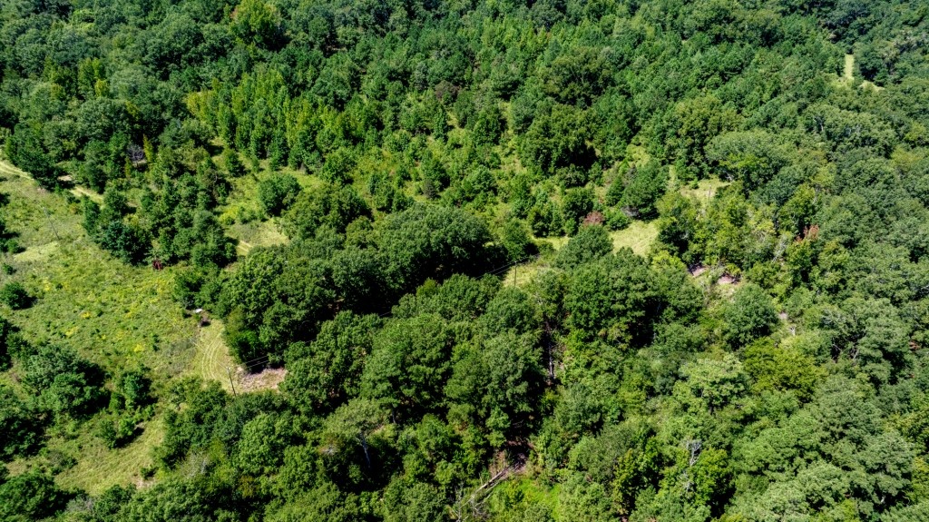 Hwy 56 Woods Photo