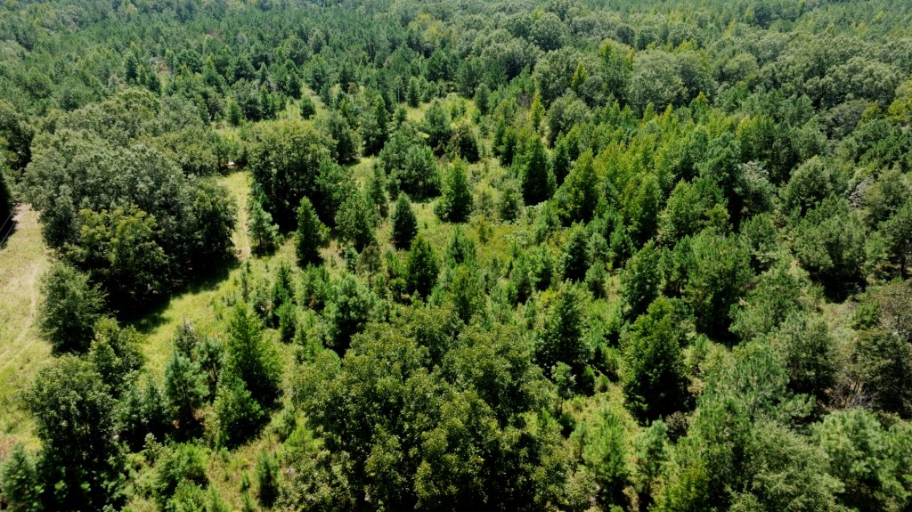 Hwy 56 Woods Photo